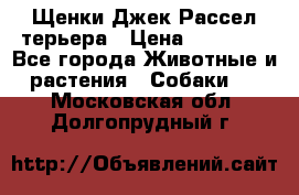 Щенки Джек Рассел терьера › Цена ­ 30 000 - Все города Животные и растения » Собаки   . Московская обл.,Долгопрудный г.